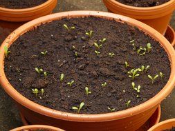 Green seedlings in the earth in clay pots