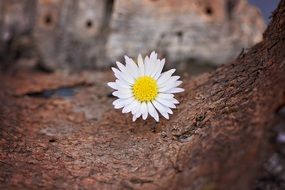 white daisy flower on brown surface