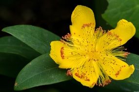 yellow flowers in netherlands close