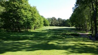 golf course with big trees