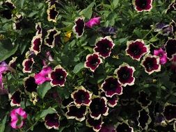 dark purple petunias