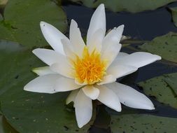 macro photo of a large white lily in a pond