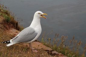 white seagull on a stone near the water