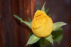 yellow rose flower close