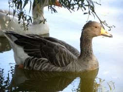 two ducks swim in the pond