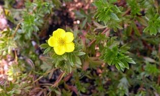 potentilla flower