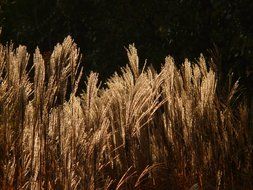 miscanthus sinensis against dark background