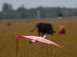 pink flamingo in flight in the wild