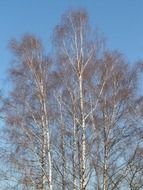 tall birch grove against the blue sky