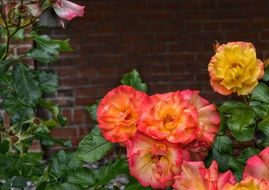 bright red yellow garden flowers