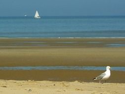 landscape of white yacht and seagull on the North Sea