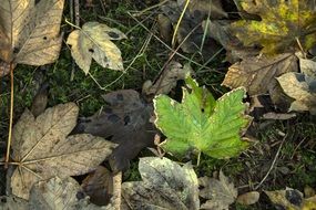 green leaf among the dry leaves in the forest
