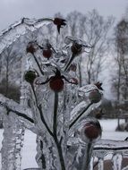 thorny icy Bush