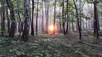 rising sun in a birch forest