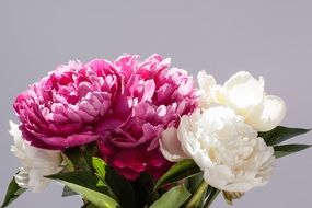 bouquet of fresh peonies