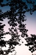 silhouette of a tree on the background of clean sunset sky