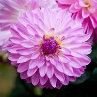 unbelievably beautiful flower dahlia