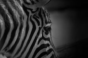 Macro photo of a Zebra on blurred background
