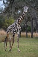 cute giraffe safari