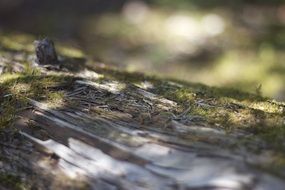 fallen tree trunk closeup