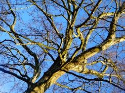 tree with branches without leaves against a clear blue sky