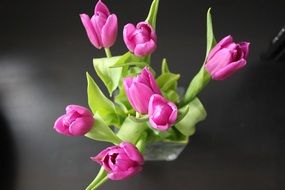 bouquet of crimson tulips