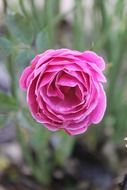 blooming rose in the garden with nectar