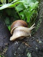 snail on tree close up