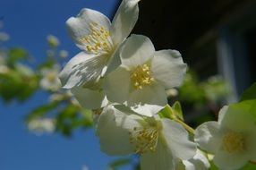 white spring flower blossom macro