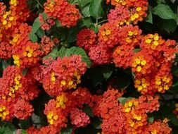 bright flowers of lanthanum