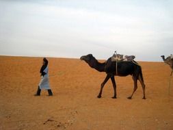 Aboriginal and Camels in the Sahara Desert, Morocco