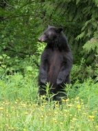 black bear in green forest