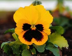black yellow pansies in the garden