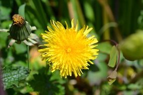 dandelion yellow flower blooming