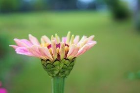 pink flower with sharp petals on a blurred green background