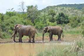 elephants in durty water