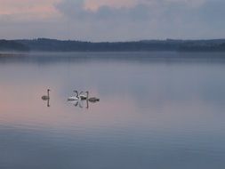 swan flock in autumnal lake