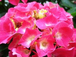 bright purple hydrangea flowers on blurred background