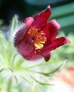 burgundy tulip with yellow stamens