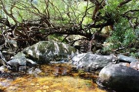 landscape of tree on river coast in south africa