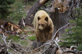 bear lives in a national park in nature