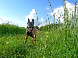 malinois is a belgian shepherd