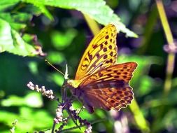 orange spotted butterfly sits on a flowering bush