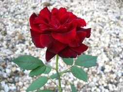 red rose on the background of small pebbles on the ground