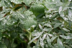 green leaves in the rain close up