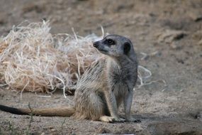 curious meerkat