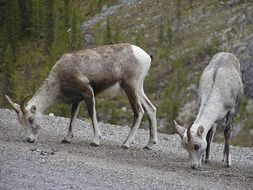 goats in the canadian rockies