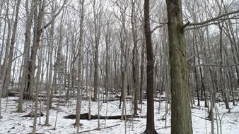 lonely trees in winter forest scene