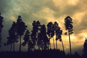 Landscape with the forest with the pine trees