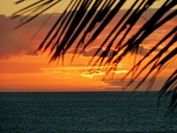 palm leaves on a background of orange sunset sky